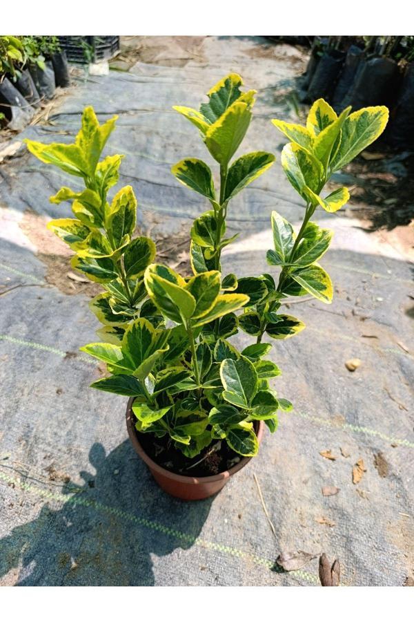 Altuni Gold Taflan 2 yaş 3 lü dikim saksılı - Image 1
