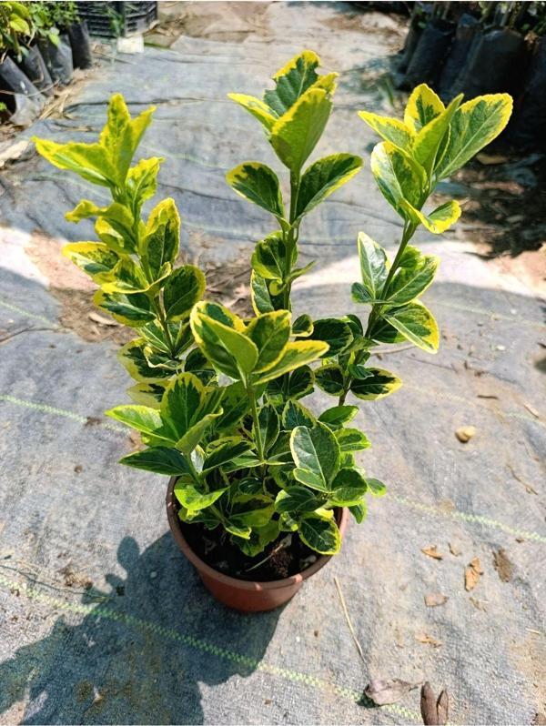 Altuni Gold Taflan 2 yaş 3 lü dikim saksılı - Image 1