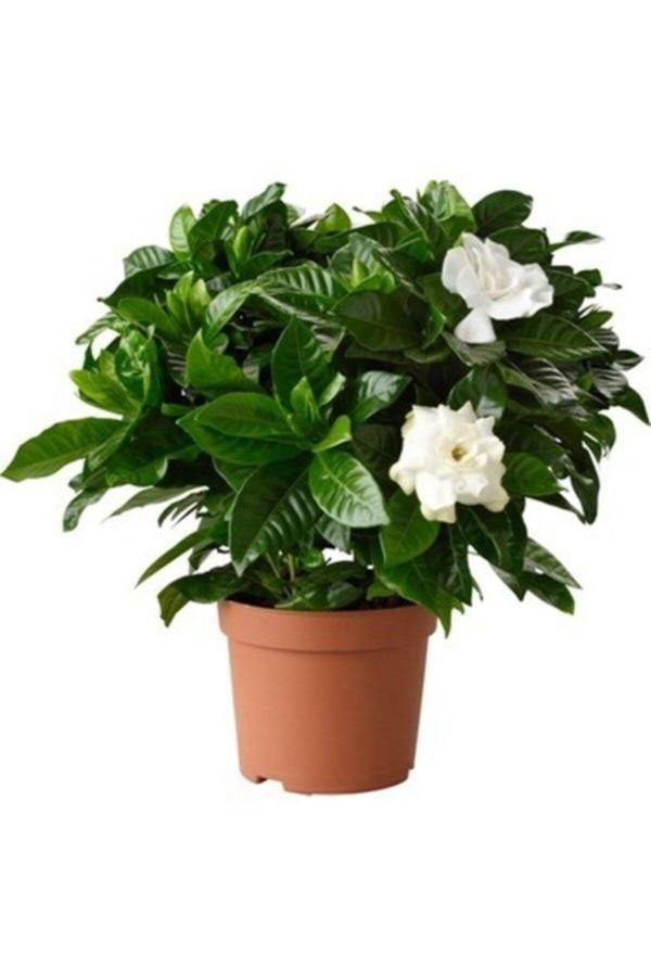 Gardenia Jasminoides Kokulu Gardenya Ev Ve Ofis Bitkisi 10.5 Cm Saksıda - Image 1