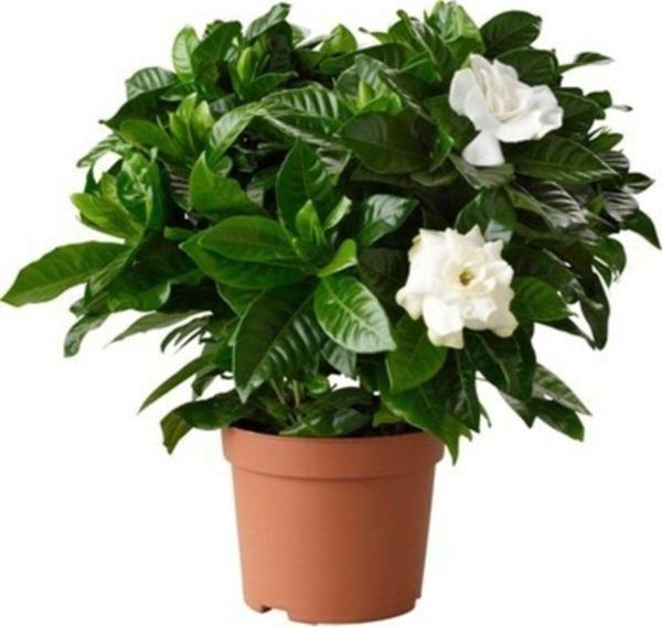 Gardenia Jasminoides Kokulu Gardenya Ev Ve Ofis Bitkisi 10.5 Cm Saksıda - Image 1