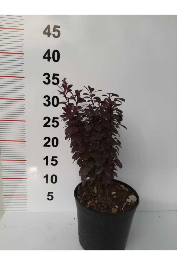 Roket Berberis – Kırmızı – 2 Adet - Image 1