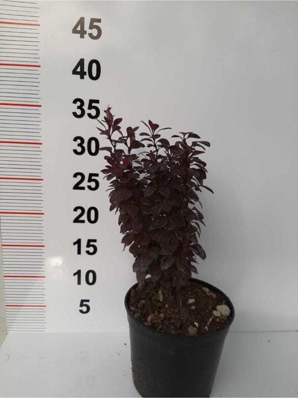 Roket Berberis – Kırmızı – 2 Adet - Image 1