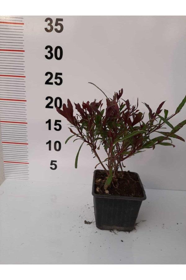 Gaura Çalısı – Kırmızı Renkli - 6 Adet - Image 1