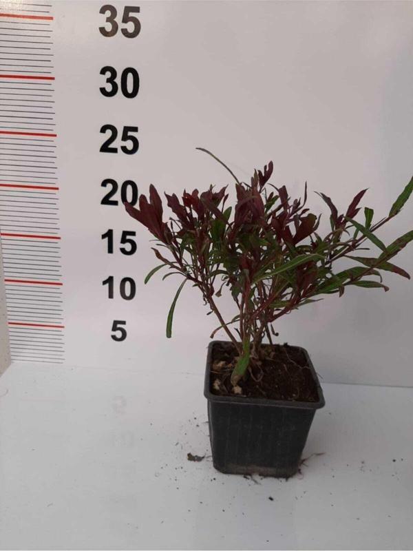 Gaura Çalısı – Kırmızı Renkli - 6 Adet - Image 1