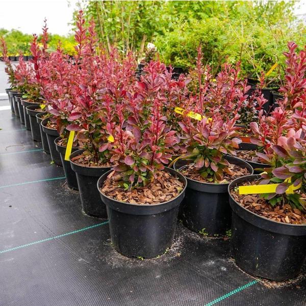 Roket Berberis Fidanı Saksılı Peyzaj Bitkisi 30-50 cm - Image 1