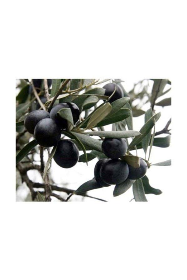 Gemlik Siyah Zeytin Fidanı ( Tüplü ) 60-80 Cm - Image 1