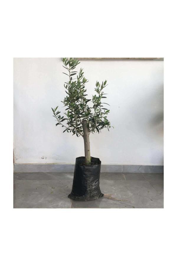 Gemlik Zeytin Fidanı 2yaş( 50 Ila 60 Cm Boy) - Image 1