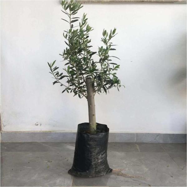Gemlik Zeytin Fidanı 2yaş( 50 Ila 60 Cm Boy) - Image 1