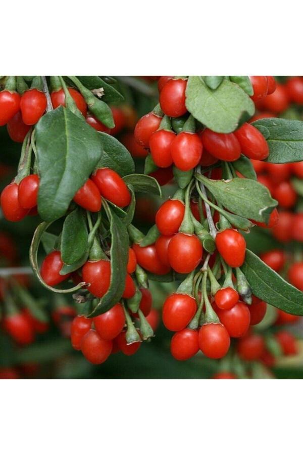 Goji Berry ( Gojiberry ) Kurt Üzümü Fidanı ( Tüplü \ 30-50 Cm ) - Image 1
