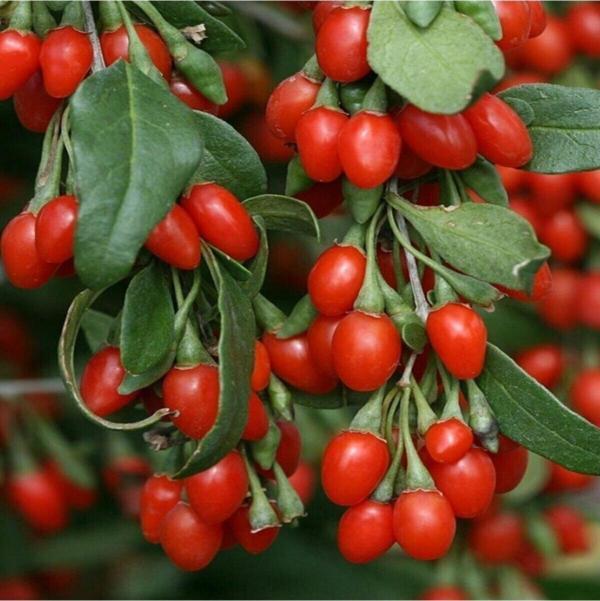Goji Berry ( Gojiberry ) Kurt Üzümü Fidanı ( Tüplü \ 30-50 Cm ) - Image 1