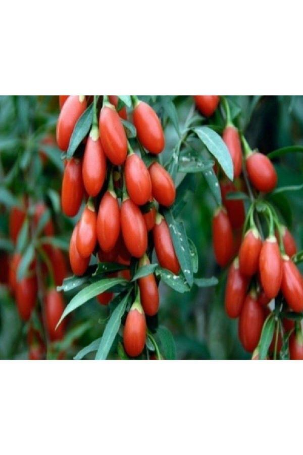Goji Berry ( Kurt Üzümü ) 2 Yaşında Saksıda - Image 1