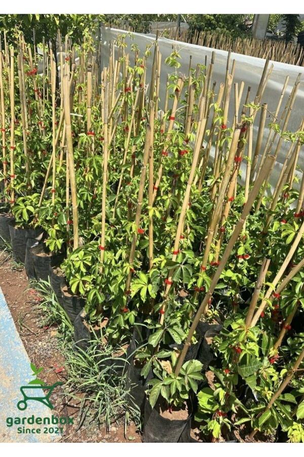 Amerikan Sarmaşığı Kışın Kırmızı Renk 40-80cm Saksılı/Tüplü (Parthenocissus quinquefolia) - Image 1