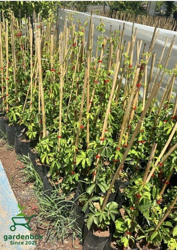 Amerikan Sarmaşığı Kışın Kırmızı Renk 40-80cm Saksılı/Tüplü (Parthenocissus quinquefolia) - Image 1