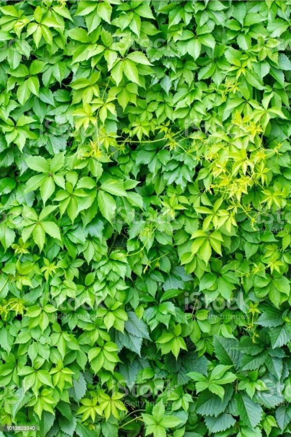 Amerikan Sarmaşığı Parthenocissus Büyük Boy 40 cm Saksılı Fidan - Image 1