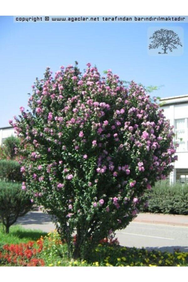 Hatmi Ağacı 1 metre - Image 1
