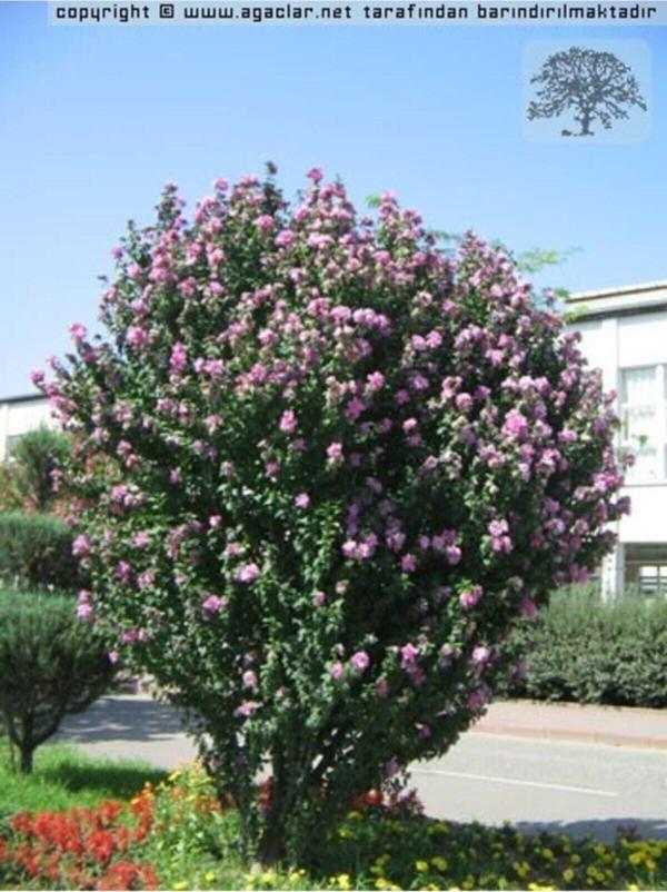 Hatmi Ağacı 1 metre - Image 1
