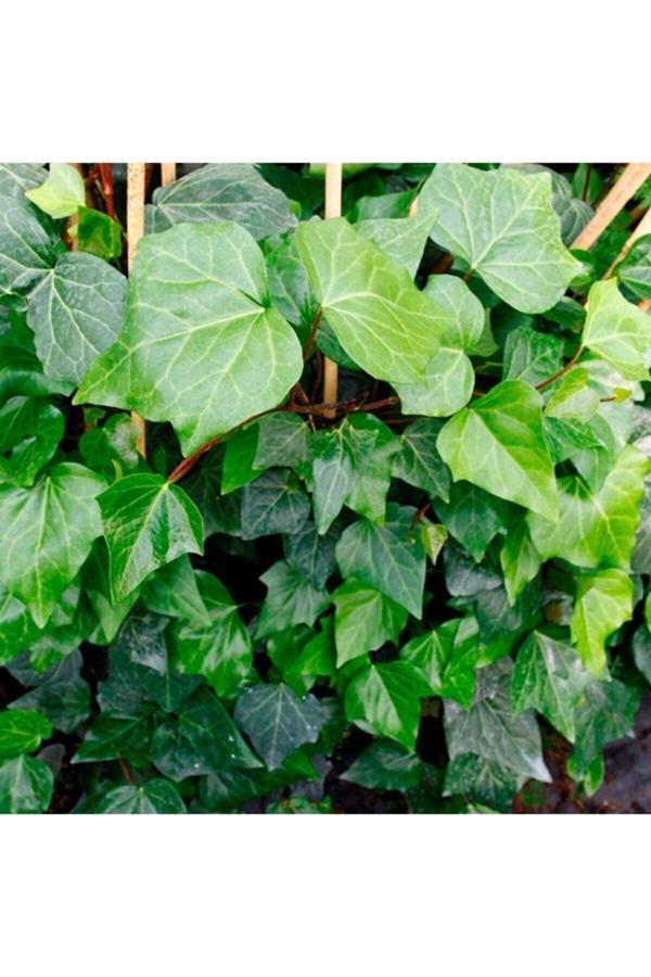 Hedera Duvar Sarmaşığı Fidanı 30-50 cm - Image 1