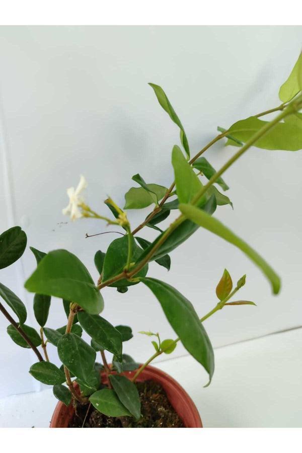 Arap Yasemini - Jasminum sambac 20-40 cm - Image 1