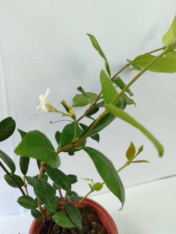 Arap Yasemini - Jasminum sambac 20-40 cm - Image 1