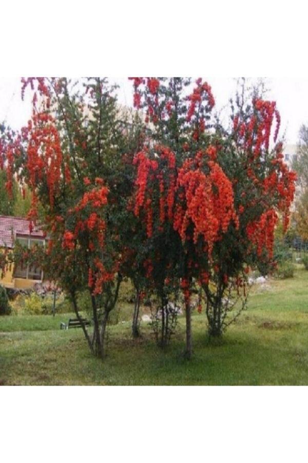 Isparta Gülü Tüplü Ateş Dikeni Ağacı Fidan (YÜKSEK KALİTE) - Image 1