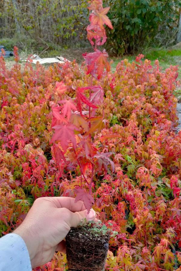 Japon Akçaağacı Acer Palmatum 40 Cm - Image 1