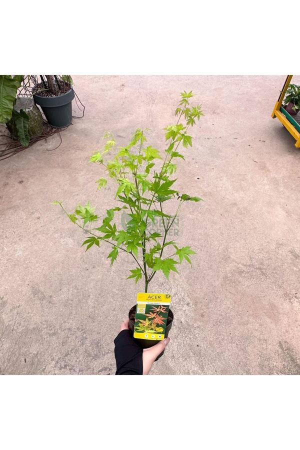 Japon Akçaağaç Fidanı Acer Palmatum 30-50 Cm - Image 1