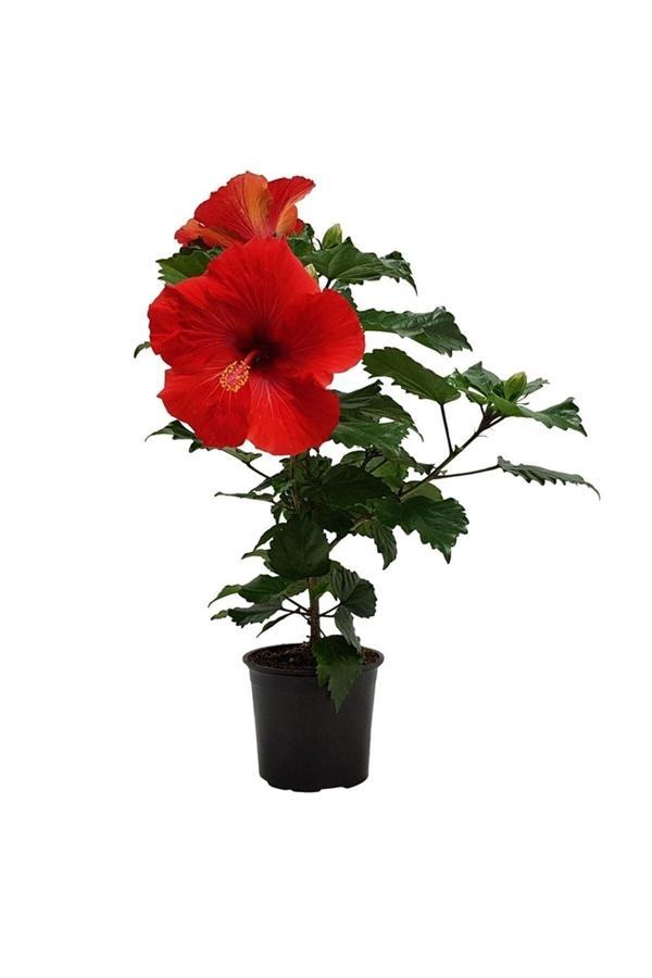 japon Gülü Kırmızı (Hibiscus Çiçeği) - Image 1