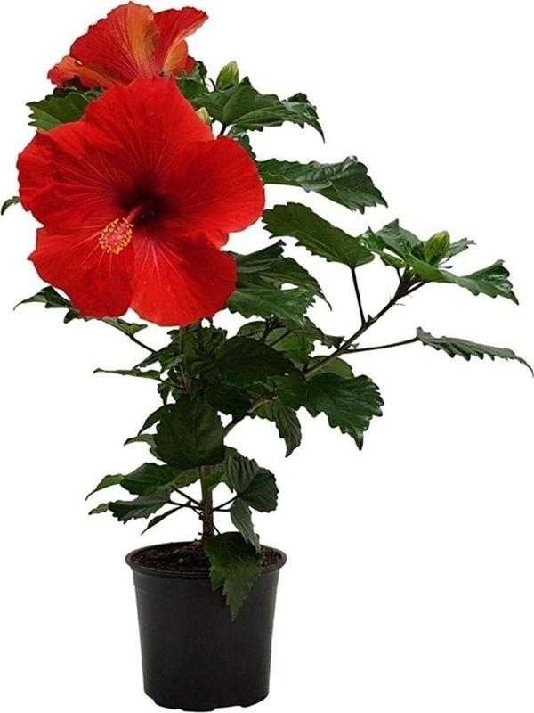 japon Gülü Kırmızı (Hibiscus Çiçeği) - Image 1
