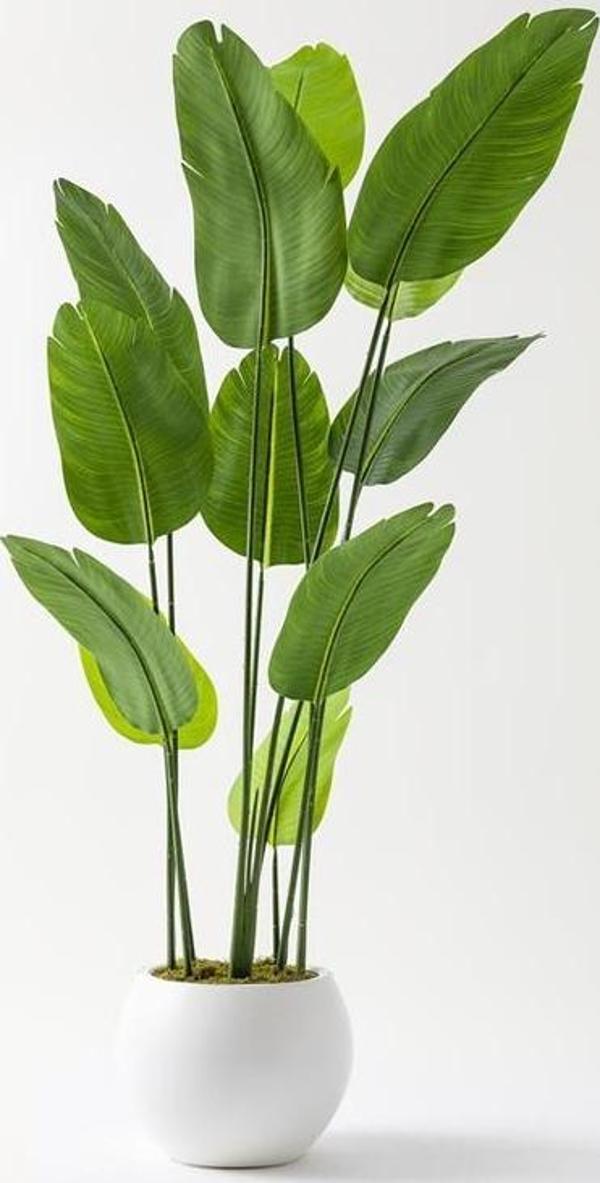 Yapay Starliçe Ağacı 180 Cm Geniş Yapraklı Krem Gold Saksı - Image 1