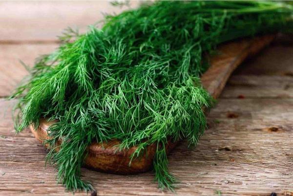 Aydınlı Tohumculuk Aromatik Yeşillikler İkili Tohum Seti, Dereotu Ve Maydanoz - Image 1