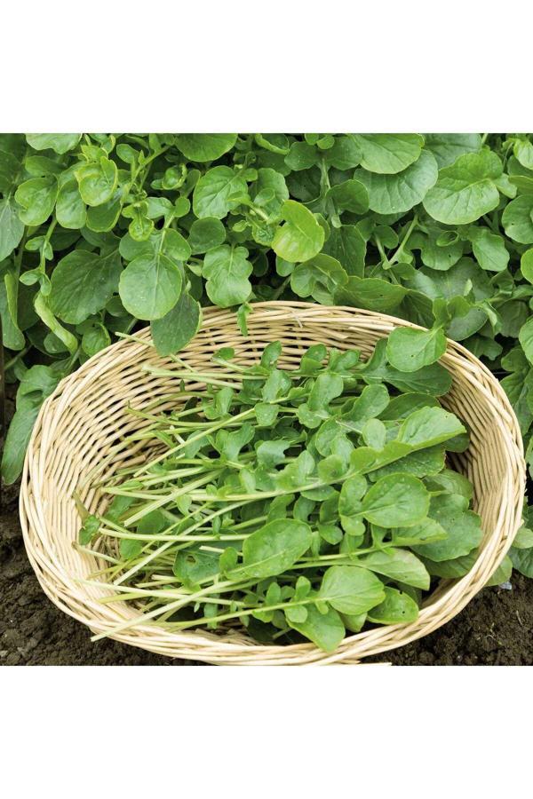 Aydınlı Tohumculuk Beşli Yeşillik Tohum Seti, Dereotu, Roka, Tere, Kuzukulağı Ve Maydanoz - Image 1