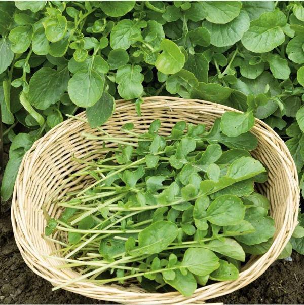 Aydınlı Tohumculuk Beşli Yeşillik Tohum Seti, Dereotu, Roka, Tere, Kuzukulağı Ve Maydanoz - Image 1