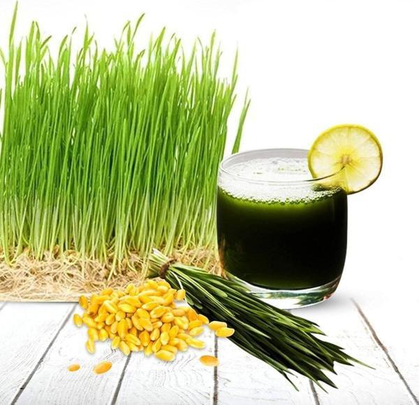 Aydınlı Tohumculuk Çim Suyu İçin Doğal Buğday Tohumu 1 Kilogram - Image 1
