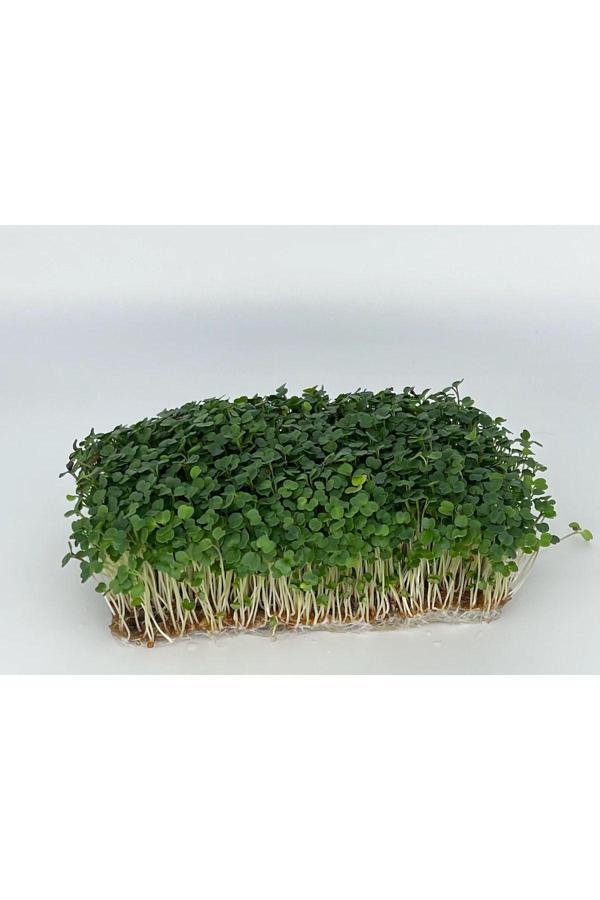 Aydınlı Tohumculuk Roka Mikro Yeşillik Tohumu İthal, 15 Gram - Image 1