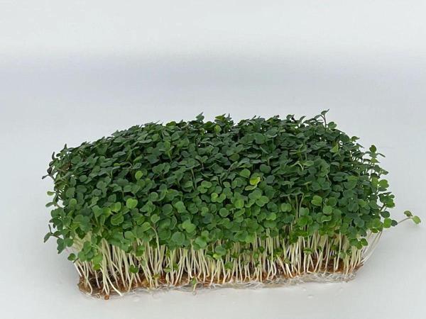 Aydınlı Tohumculuk Roka Mikro Yeşillik Tohumu İthal, 15 Gram - Image 1