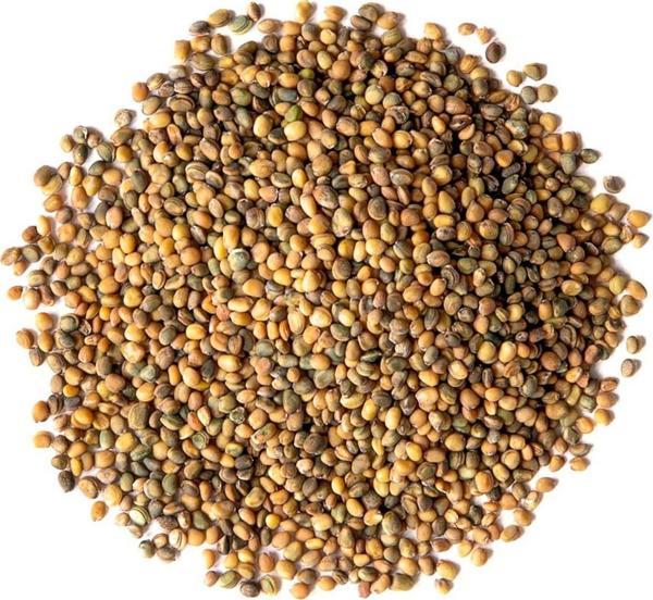 Aydınlı Tohumculuk Roka Tohumu İthal, 1 Gram, 500 Adet - Image 1