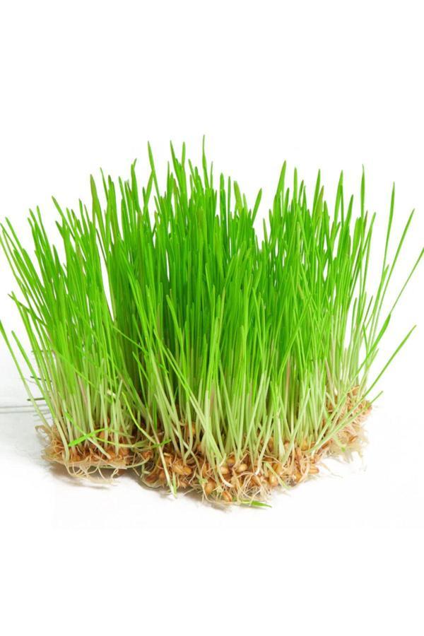 Aydınlı Tohumculuk Yerli Buğday Mikro Yeşillik Tohumu, 15 Gram - Image 1