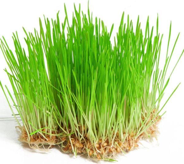 Aydınlı Tohumculuk Yerli Buğday Mikro Yeşillik Tohumu, 15 Gram - Image 1