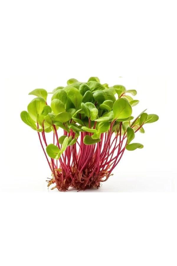 Aydınlı Tohumculuk Yerli Kuzukulağı Mikro Yeşillik Tohumu, 15 Gram - Image 1