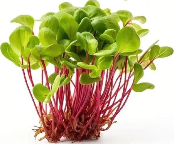 Aydınlı Tohumculuk Yerli Kuzukulağı Mikro Yeşillik Tohumu, 15 Gram - Image 1