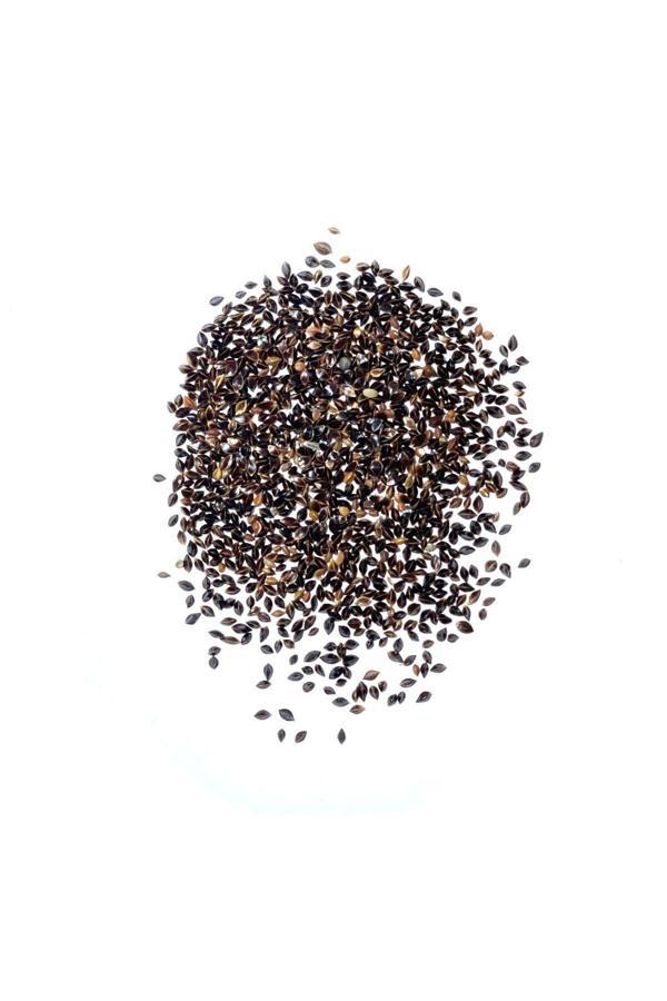 Aydınlı Tohumculuk Yerli Kuzukulağı Tohumu, 1 Gram - Image 1