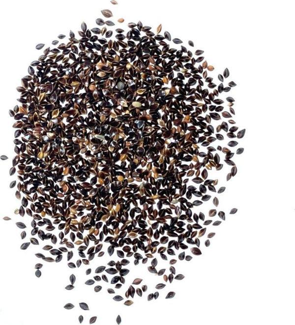 Aydınlı Tohumculuk Yerli Kuzukulağı Tohumu, 1 Gram - Image 1
