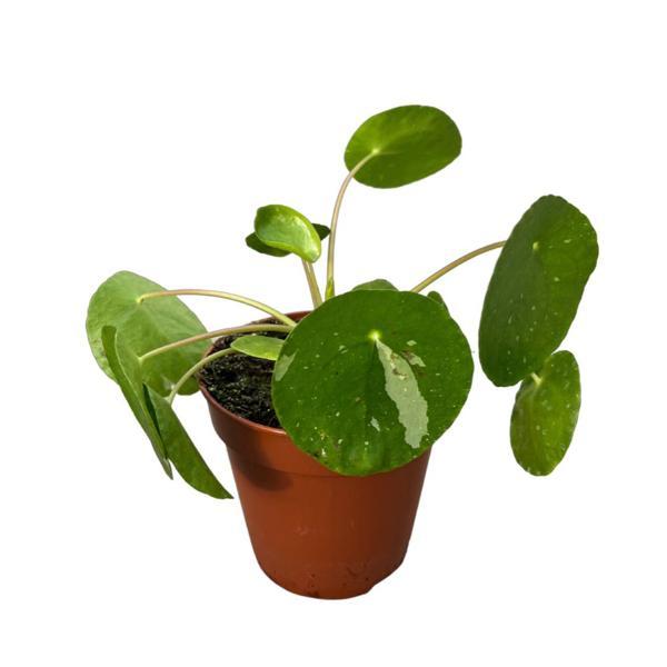 Pilea Peperomioides 'White Splash' (Para Çiçeği) - Image 1