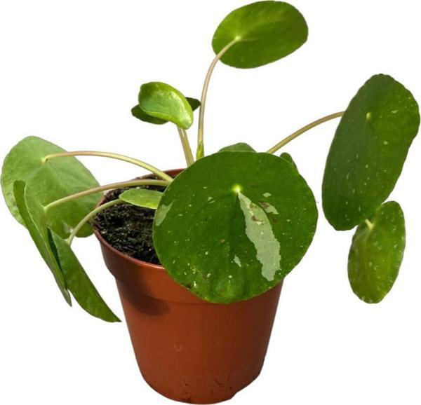 Pilea Peperomioides 'White Splash' (Para Çiçeği) - Image 1