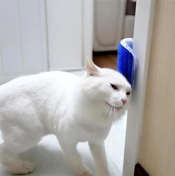  Pratik Kedi Tüyü Kaşıma Ve Tarama Aparatı Duvara Monte Kaşıma Aleti - Image 1