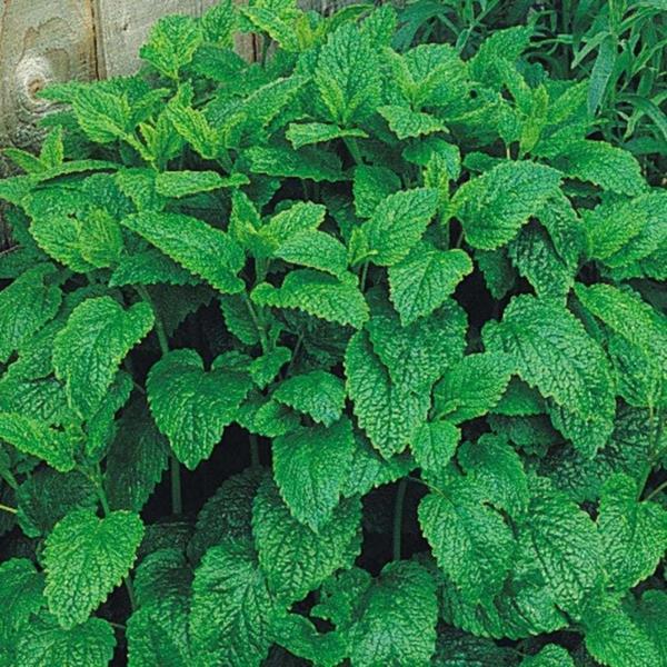 Limon Otu (Oğul Otu) Fidesi, 20 cm, Kültürden Yetiştirme, 1 Adet - Image 1