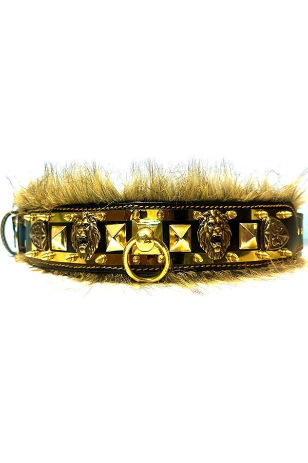 Tasma Market Siyah-Gold Özel Koleksiyon Aslan Başlı Tüylü Deri Köpek Tasması - Image 1