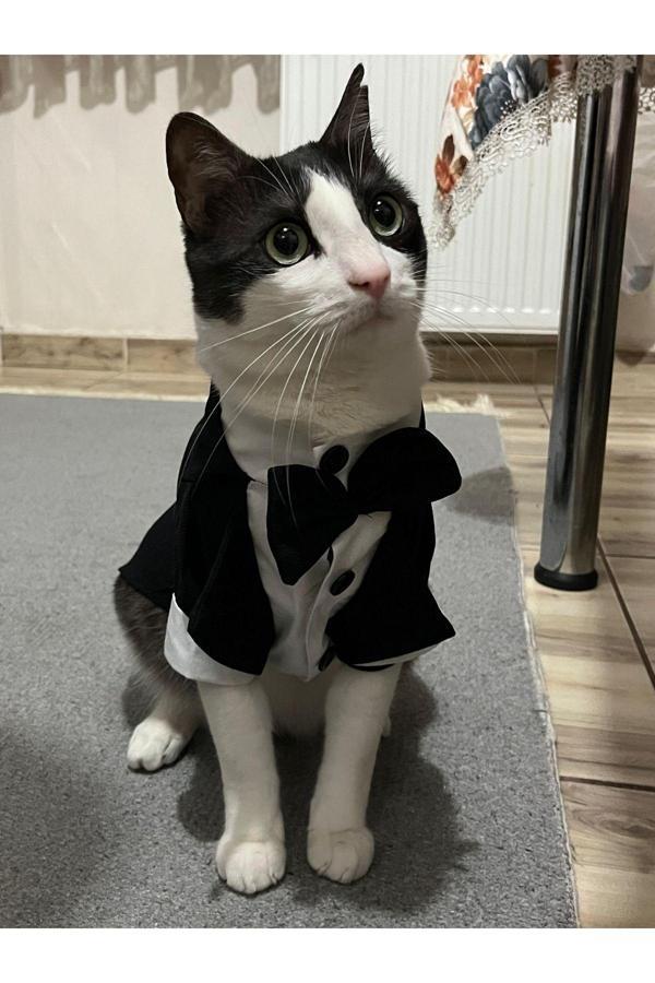 Gobo Siyah Papyonlu Smokin Damatlık Kedi Ve Köpek Elbisesi Kıyafeti Takım Elbise Xxlarge/Xxl/Beden 5 - Image 1