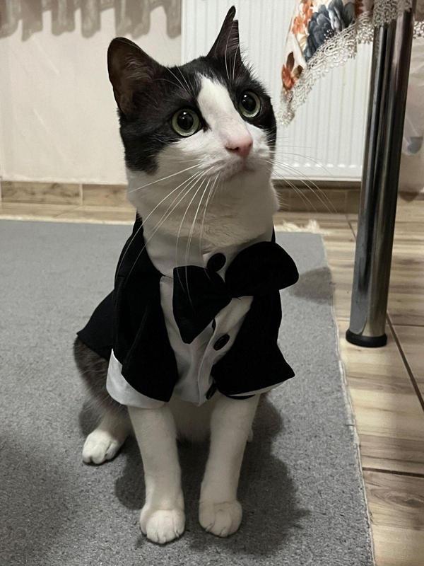 Gobo Siyah Papyonlu Smokin Damatlık Kedi Ve Köpek Elbisesi Kıyafeti Takım Elbise Xxlarge/Xxl/Beden 5 - Image 1