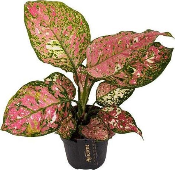 Aglaonema 'Jazzy Red' (Çin Herdemyeşili) - Image 1